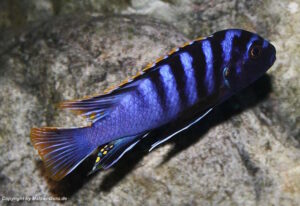 Labidochromis sp. 'mbamba'